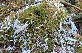 В Тверской области весь лес покрылся перьями
