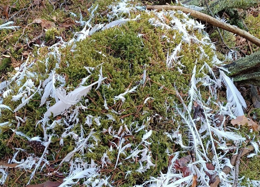 В Тверской области весь лес покрылся перьями