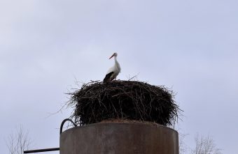 В Тверскую область начали возвращаться аисты