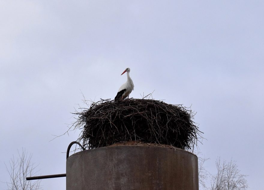В Тверскую область начали возвращаться аисты