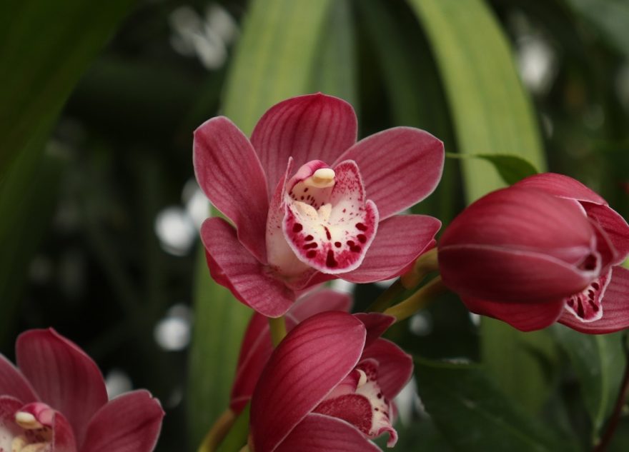 В Твери можно увидеть зацелованного Купидона