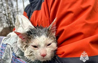 В Тверской области бездомного кота спасли из "темницы" В Тверской области бездомного кота спасли из "темницы"