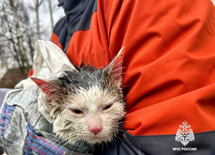 В Тверской области бездомного кота спасли из "темницы"