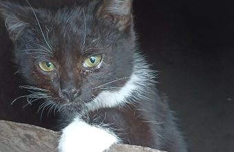 Беззащитное животное обнаружили в сыром подвале в Тверской области Беззащитное животное обнаружили в сыром подвале в Тверской области