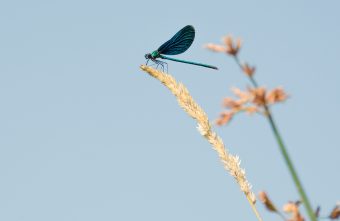 Гидрометцентр сообщил, в какие дни лета наступит пик экстремальной жары