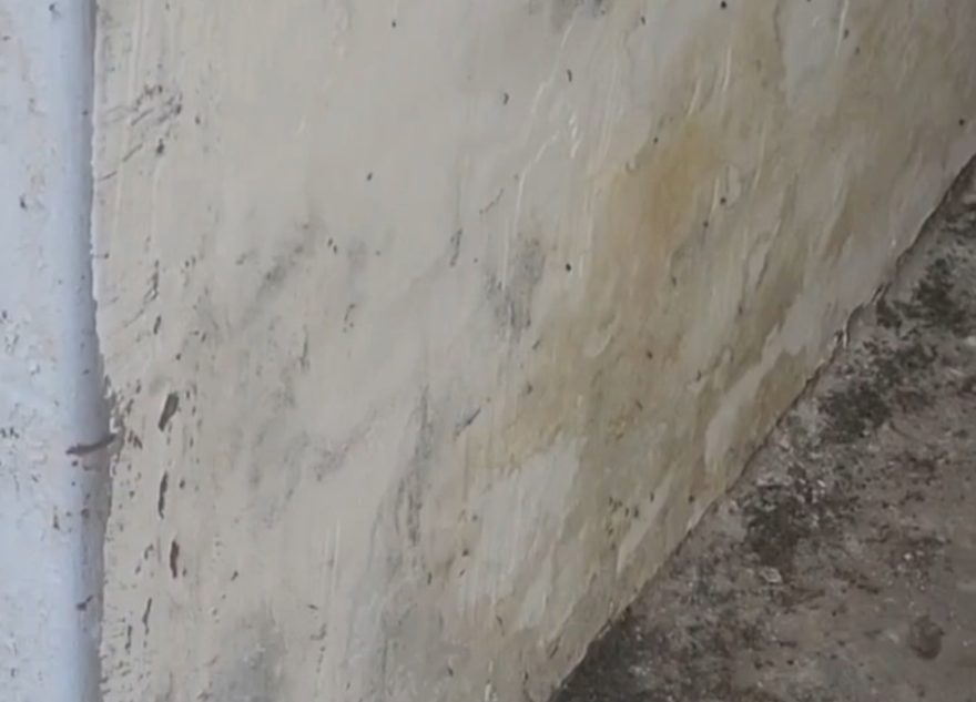 Один из домов в Твери кишит всякой живностью