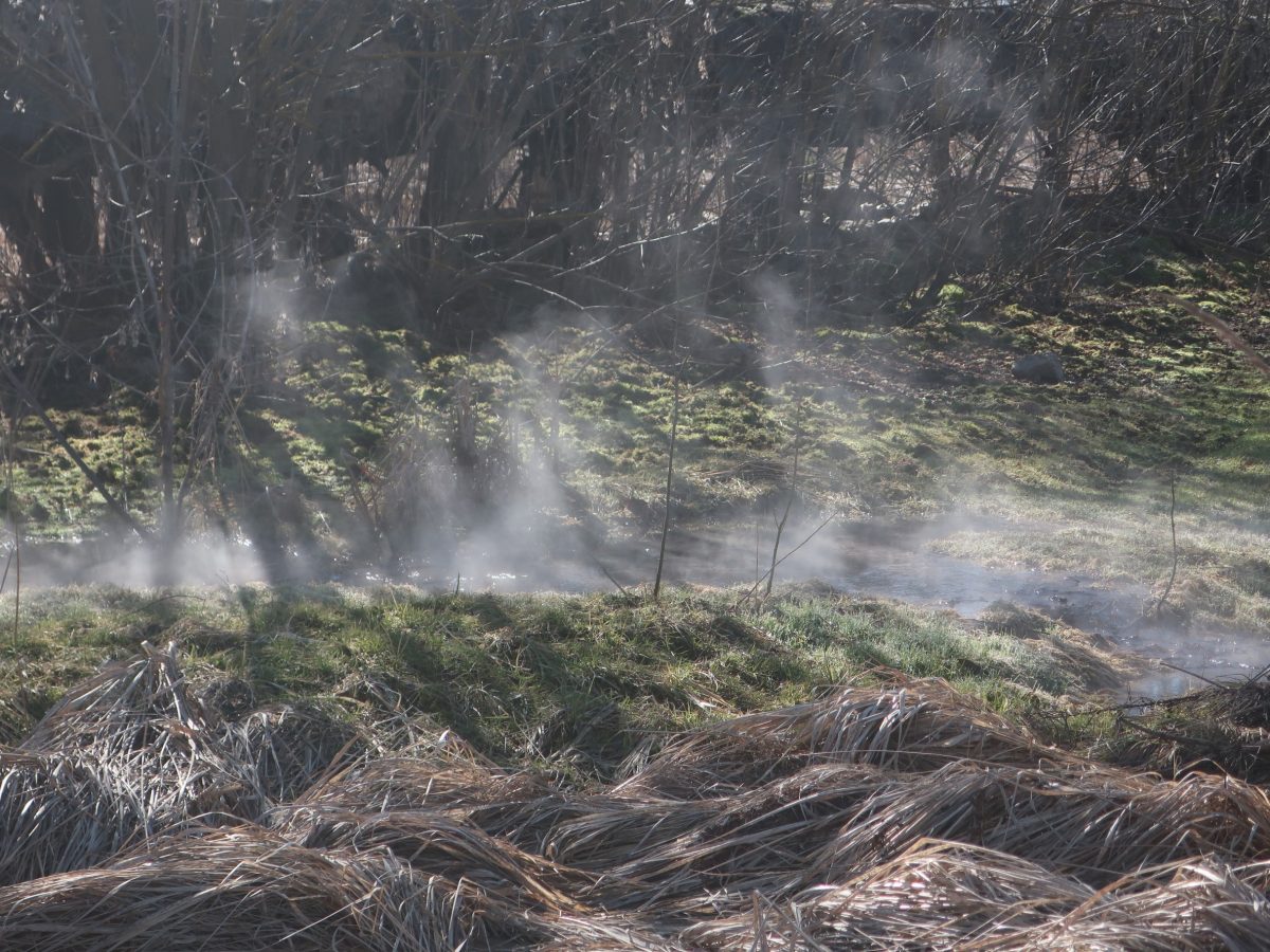 В тверской луже-ловушке варятся заживо тритоны из Красной книги  