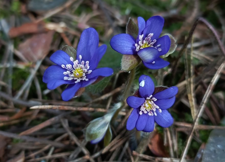 Весеннее чудо распустилось в Тверской области