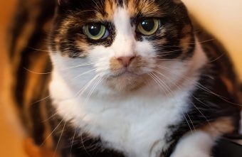 В Тверской области жизнь кошки едва не оборвалась из-за старой хозяйки