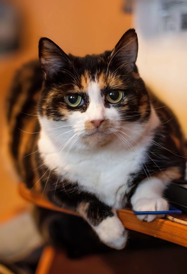 В Тверской области жизнь кошки едва не оборвалась из-за старой хозяйки