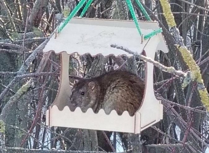 В Тверской области в кормушку залезла необычная "птичка"