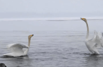 В Тверской области сняли на видео лебединое танго