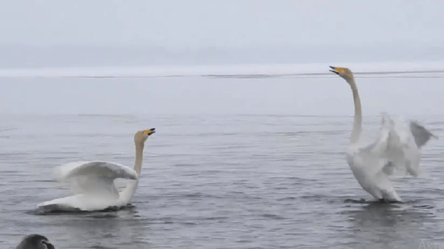 В Тверской области сняли на видео лебединое танго В Тверской области сняли на видео лебединое танго
