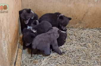 Тверь и Псков на Калугу: как знакомились две медвежьи банды 