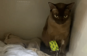 В Твери спасли кота Феликса, отравившегося цветами В Твери спасли кота Феликса, отравившегося цветами