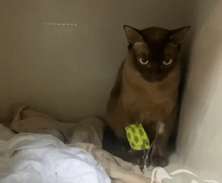 В Твери спасли кота Феликса, отравившегося цветами В Твери спасли кота Феликса, отравившегося цветами