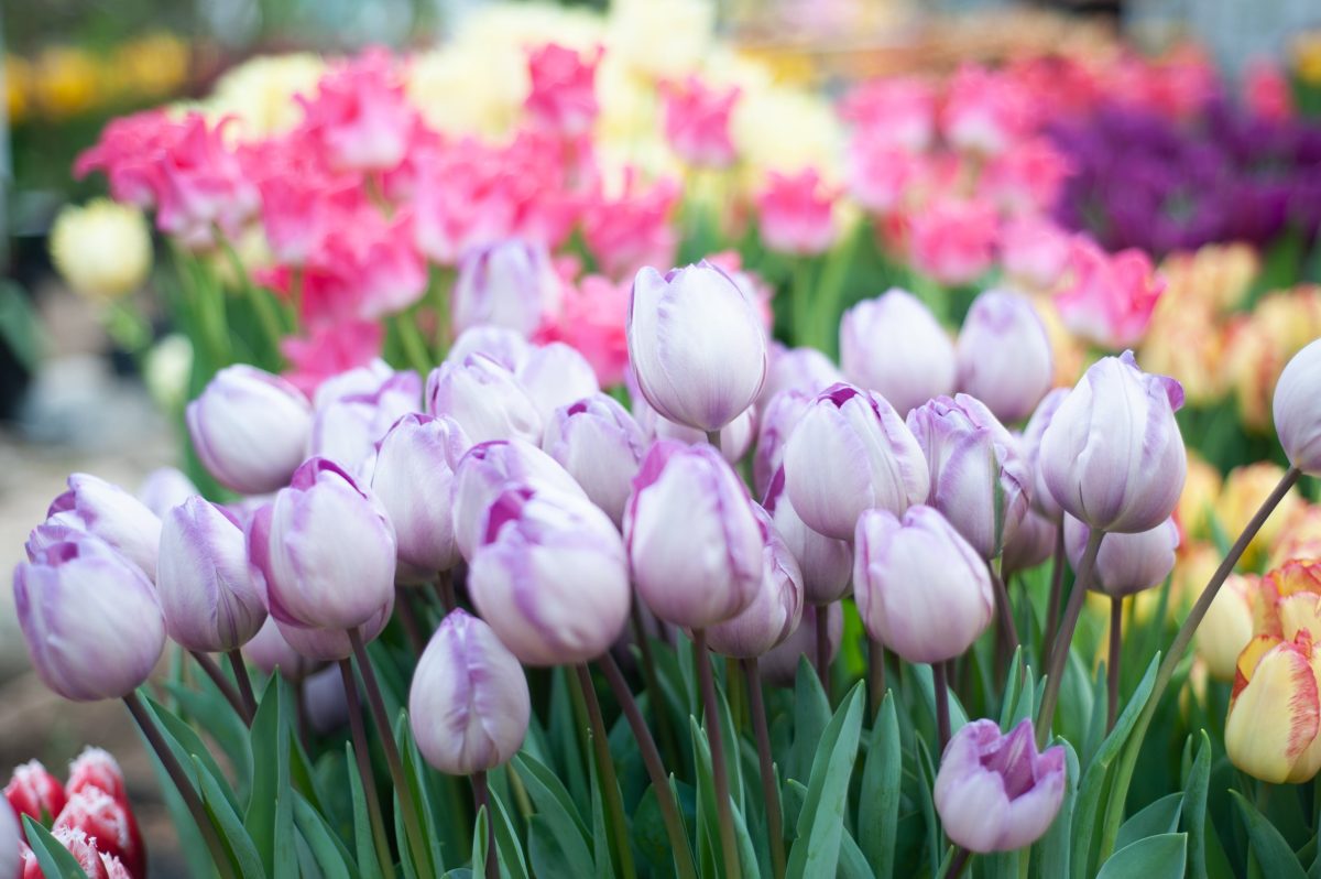 Не только цветы: как подготовиться к 8 марта, если бюджет ограничен