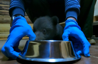 В Тверской области сняли видео, как спасенный медвежонок учится есть В Тверской области сняли видео, как спасенный медвежонок учится есть