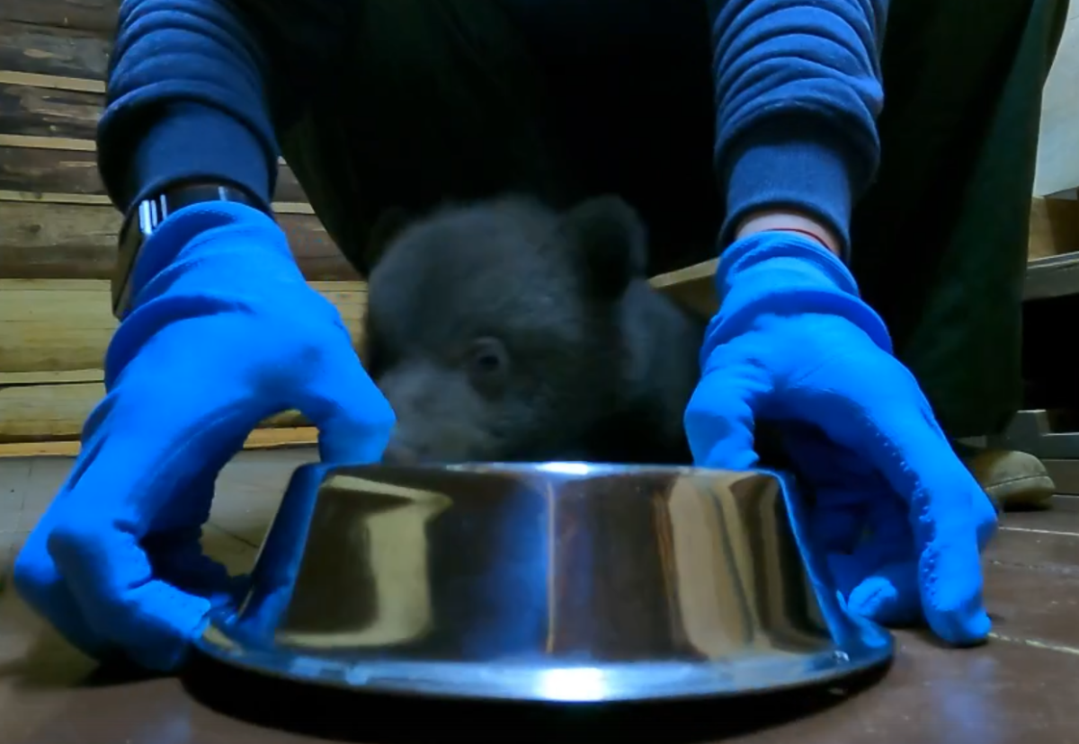 В Тверской области сняли видео, как спасенный медвежонок учится есть