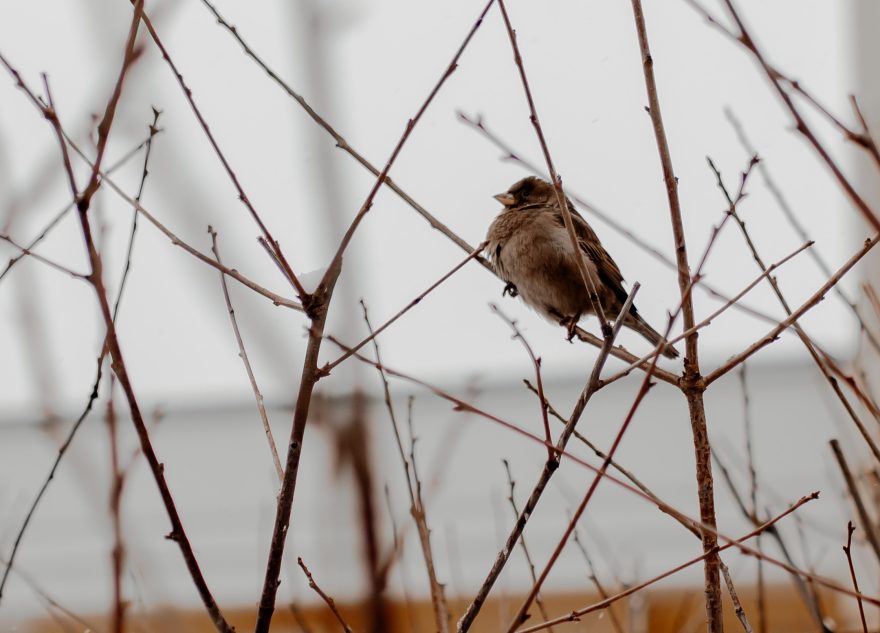 Мартовские капризы ждут жителей Тверской области
