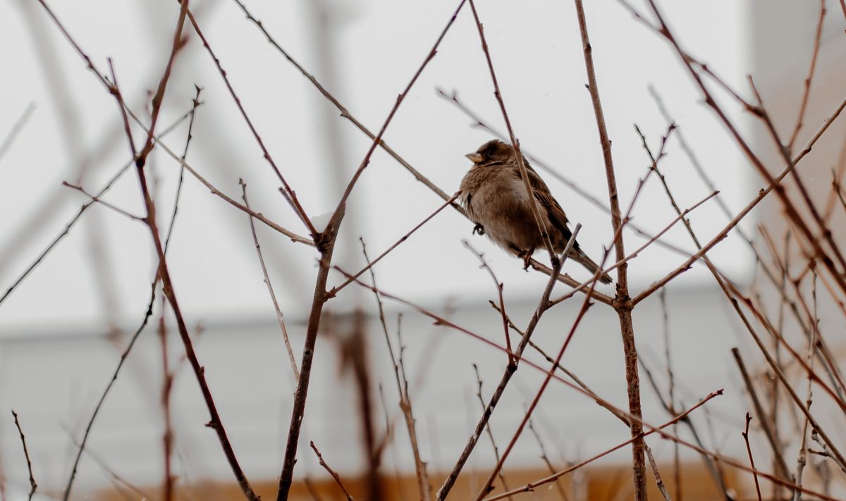 Мартовские капризы ждут жителей Тверской области