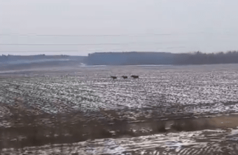 На трассе в Тверской области три лося преследуют проезжающие мимо машины На трассе в Тверской области три лося преследуют проезжающие мимо машины