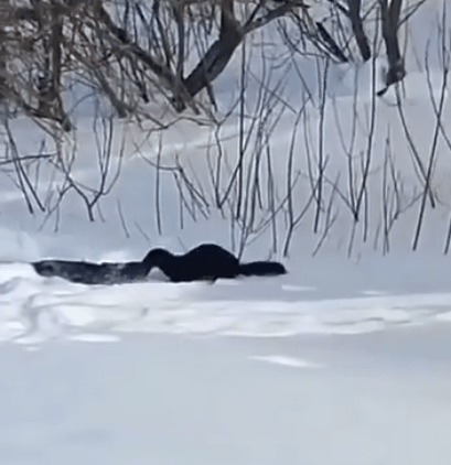 В Тверской области норка украла у рыбаков их улов