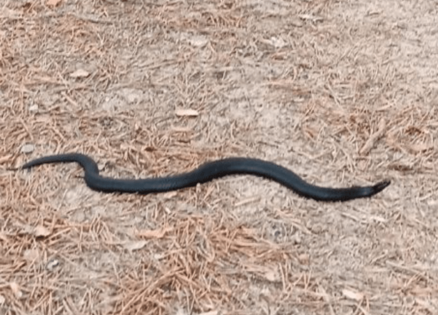 В Тверской области проснулись ядовитые змеи