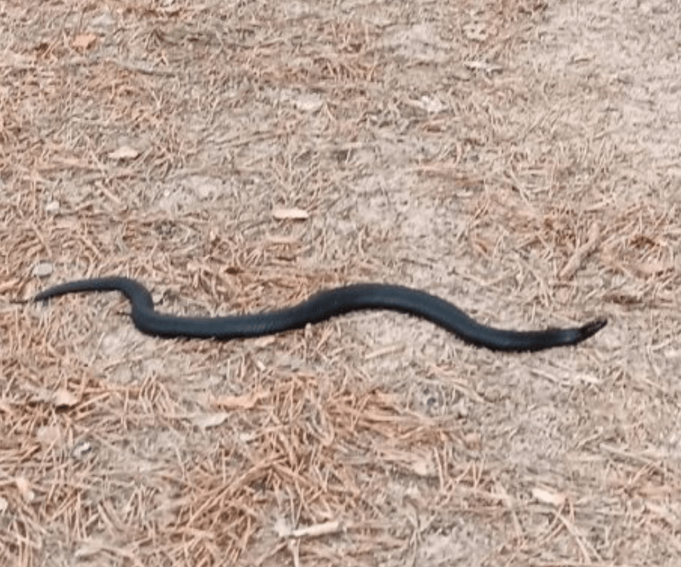 В Тверской области проснулись ядовитые змеи В Тверской области проснулись ядовитые змеи