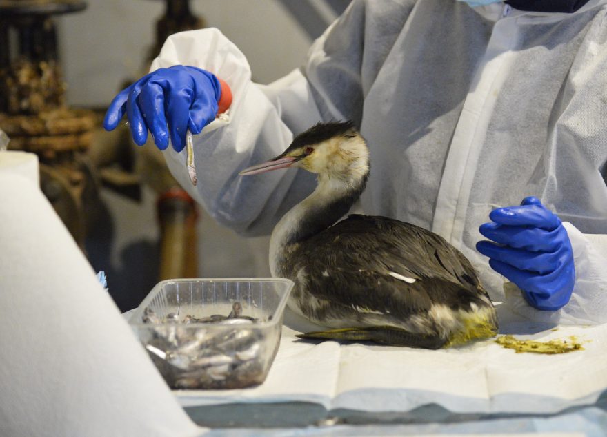 Птичий госпиталь для пострадавших в Керченском проливе пернатых получит финансовую поддержку