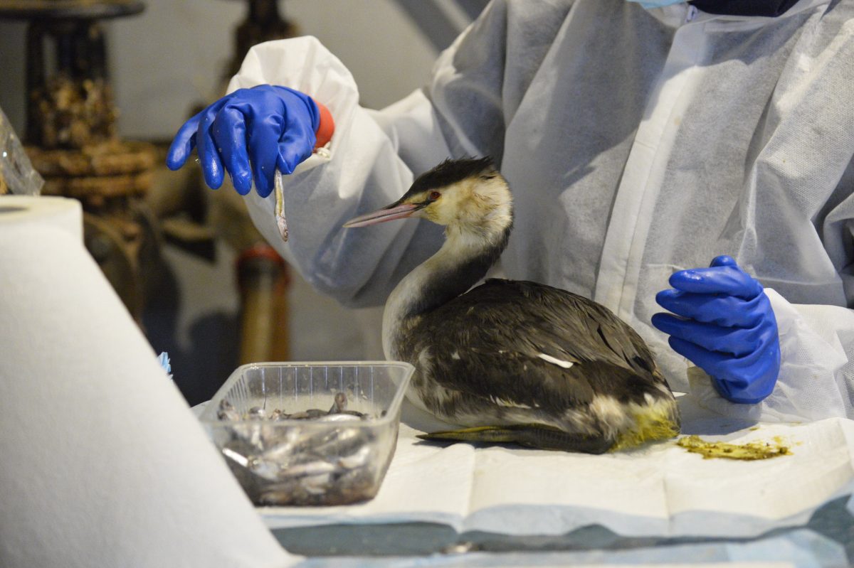 Птичий госпиталь для пострадавших в Керченском проливе пернатых получит финансовую поддержку