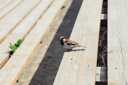 Воробьи в Тверской области ищут себе вторую половину Воробьи в Тверской области ищут себе вторую половину
