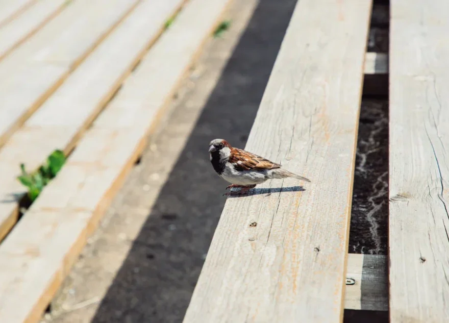 Воробьи в Тверской области ищут себе вторую половину