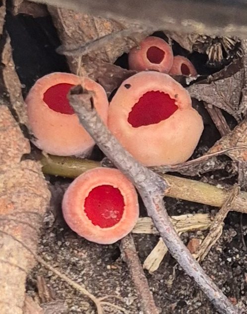 На территории Тверской области растут необычные грибы