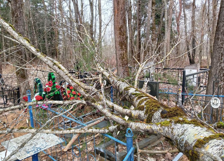 На кладбище в Тверской области рухнули деревья
