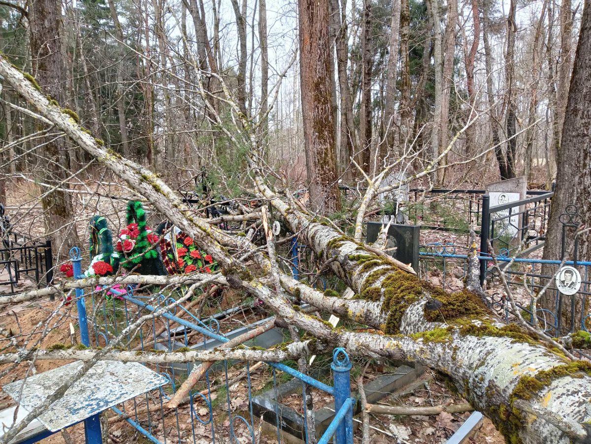 На кладбище в Тверской области рухнули деревья