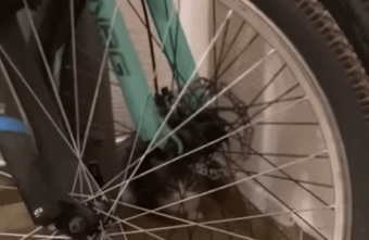 При переезде хозяева оставили котенка умирать от голода