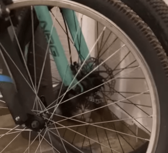 При переезде хозяева оставили котенка умирать от голода При переезде хозяева оставили котенка умирать от голода