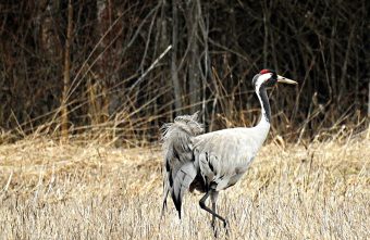 Журавли вернулись на родину в Тверскую область