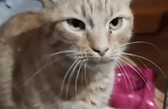 В Тверской области коту с тяжелой судьбой чудом удалось вылечиться от болезни