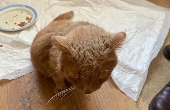 В Тверской области пытаются спасти рыжего кота с переломанными конечностями В Тверской области пытаются спасти рыжего кота с переломанными конечностями