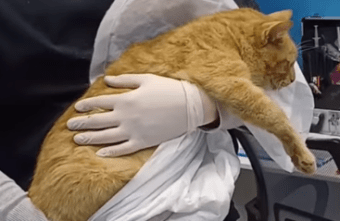 В Тверской области ветеринары борются за жизнь кота, попавшего под машину В Тверской области ветеринары борются за жизнь кота, попавшего под машину