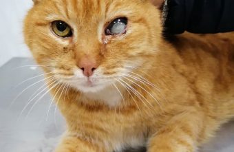 Бездомный кот из Тверской области может остаться без глаза Бездомный кот из Тверской области может остаться без глаза