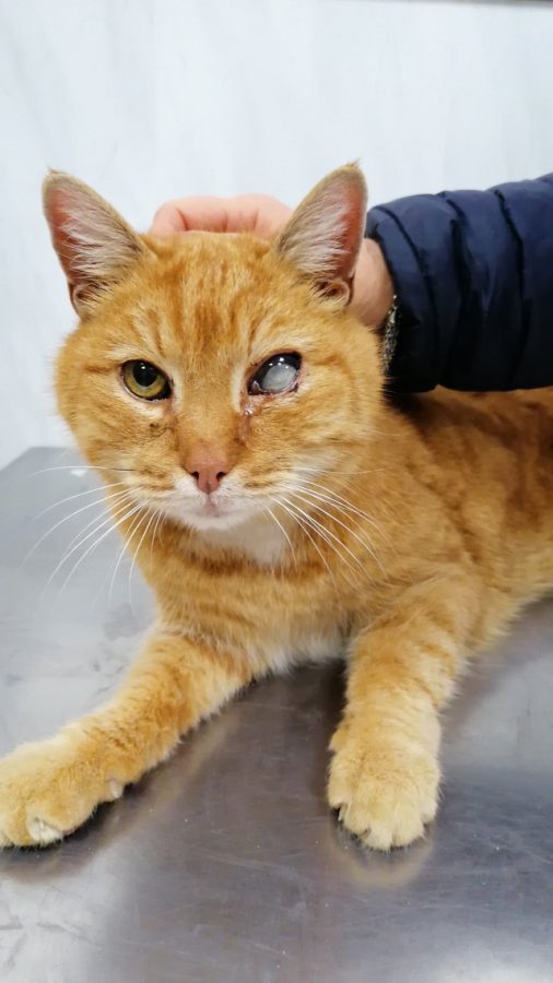 Бездомный кот из Тверской области может остаться без глаза