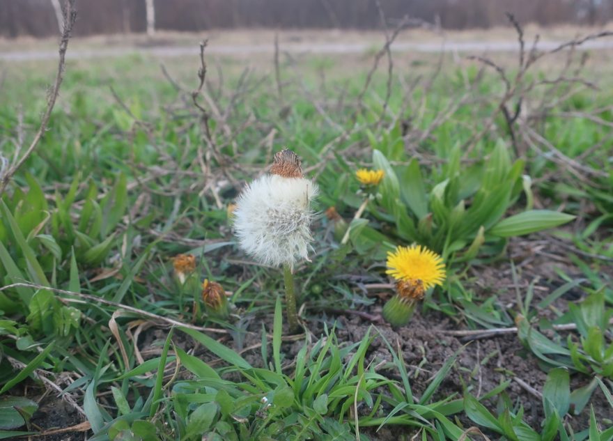 Одуванчик обогнал мать-и-мачеху в Тверской области