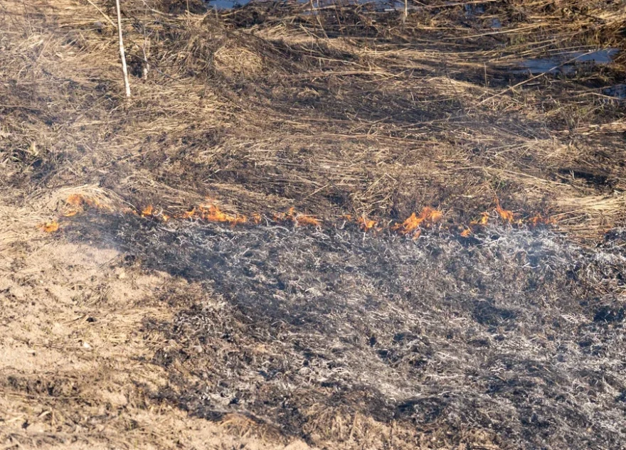 Семья из Тверской области подожгла траву и быстро скрылась