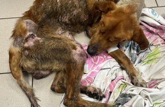 Старого больного пса забрали в приют для лечения в Тверской области, но было уже поздно Старого больного пса забрали в приют для лечения в Тверской области, но было уже поздно