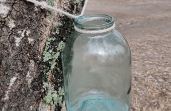 Жители Тверской области уже начали собирать дары леса Жители Тверской области уже начали собирать дары леса