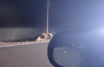 На трассе в Тверской области сбили лося На трассе в Тверской области сбили лося