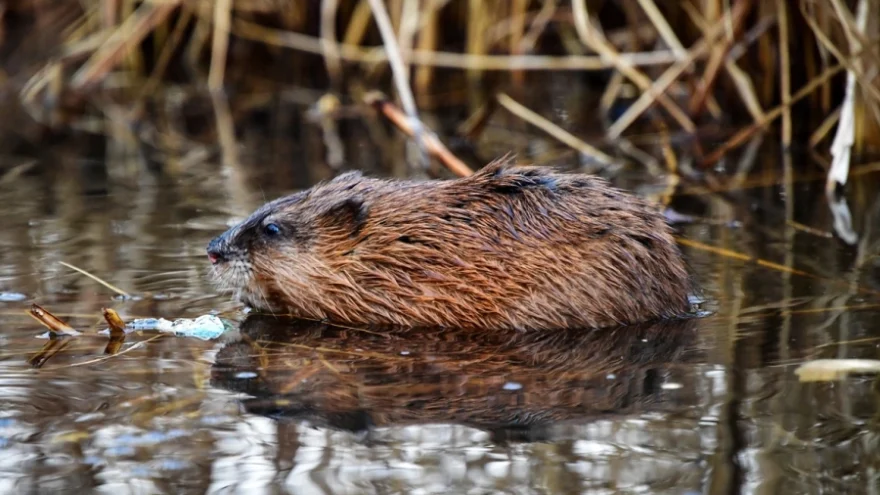В России собираются изменить правила охоты